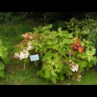Hydrangea quercifolia 'Snow Queen' (1)